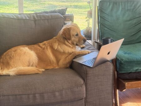 dog-on-couch-with-laptop